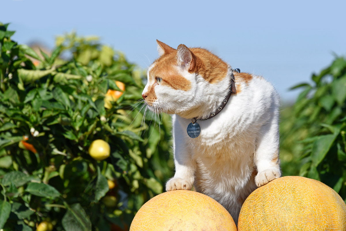 Вкус определяется по запаху.