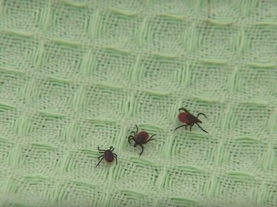    Фото: ГТРК Карелия