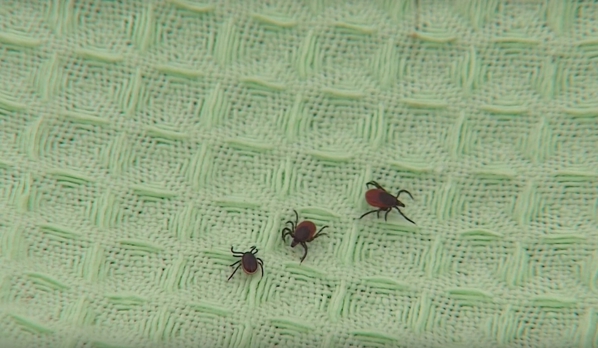    Фото: ГТРК Карелия