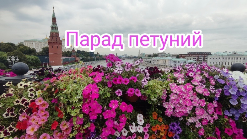 Петунии на большом Москворецком мосту.
