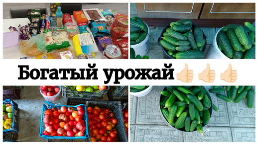 Богатый урожай 2024🫑🧅🍅Мастер-класс от ребенка👍🏻Готовим борщ и плов))