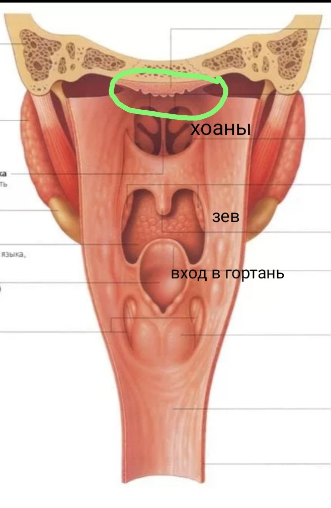 Это вид сзади, удалён шейный отдел позвоночника и выполнен разрез. Зелёным выделена область,  которая в случае воспаления становится аденоидами