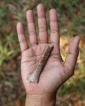 Ископаемая кость руки Мата Менге.