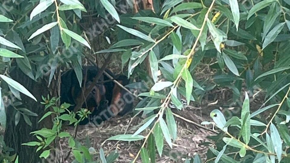    Фото: Телеграм-канал "Осторожно, новости"