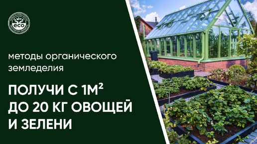 Совместные посадки: как получить 20 кг овощей и зелени с 1 кв.м!