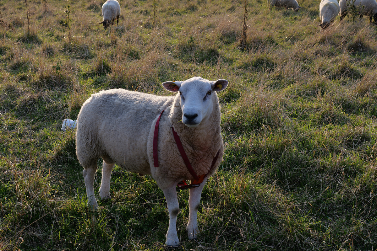 Картинка с бесплатного фотостока https://unsplash.com, автор Sergej Karpow