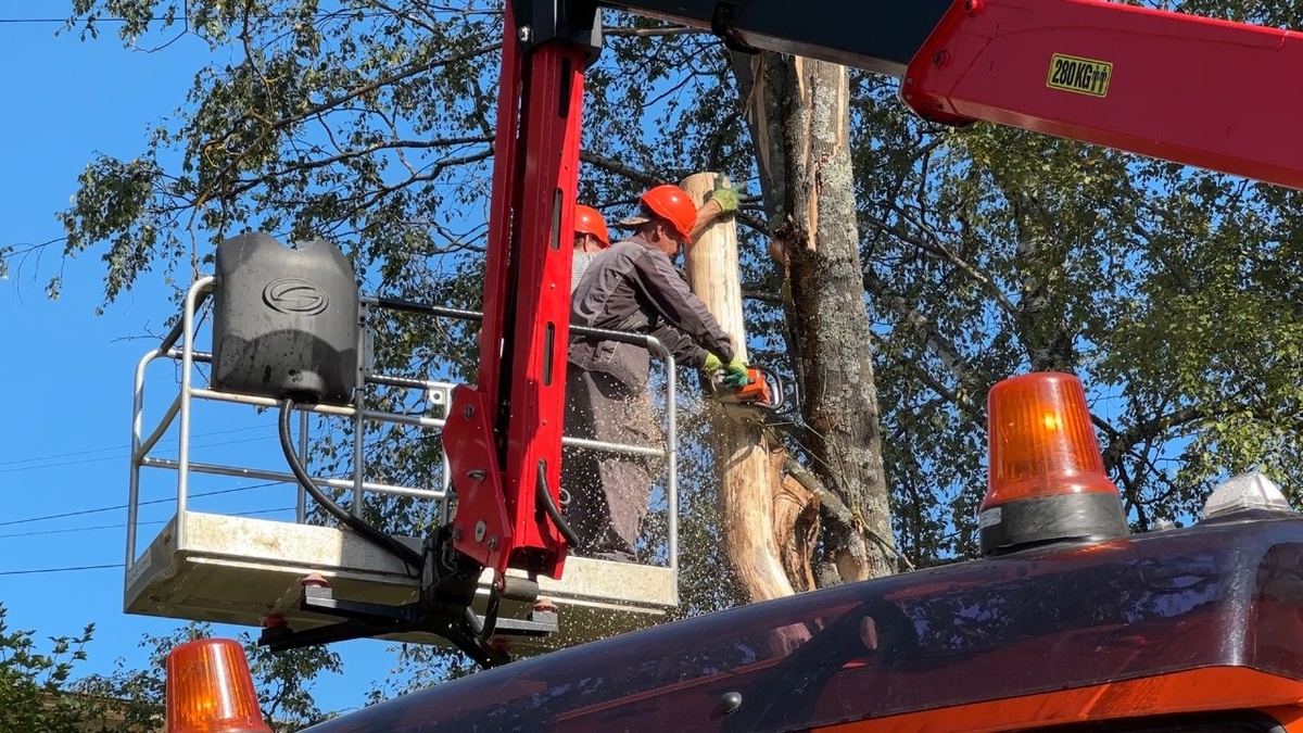 Работам по ликвидации аварийных деревьев часто препятствуют автомобили. Вот и во дворе домов 4 и 7 на Бородинском проезде начало работ тоже затянулось. 
