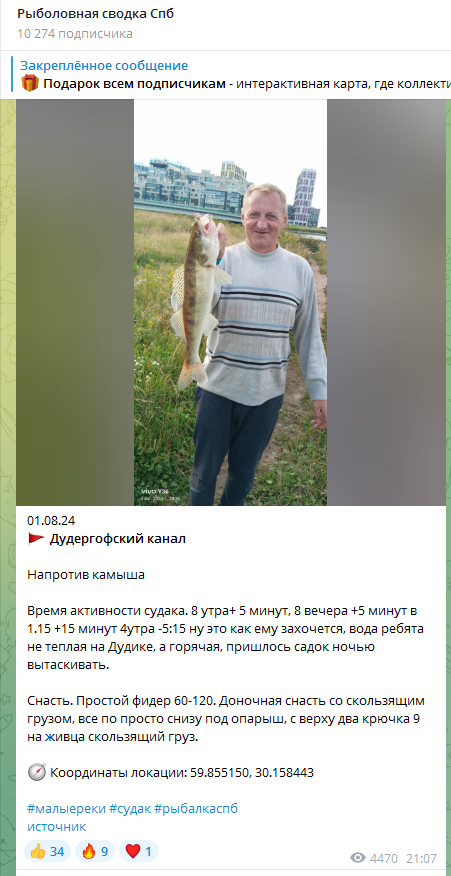 Судак летом не редкий гость на Дудергофском канале. Некоторые ловят его целенаправленно и одно из популярных судаковых мест находится на развилке с Матисовым каналом. Там ловят с пятачка, со стороны улицы Катерников