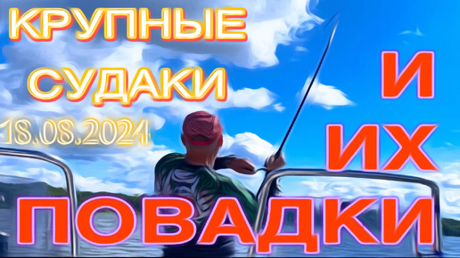 ЗЛЫЕ СУДАКИ ОЗВЕРЕЛИ и ХВАТАЮТ ВСЕ ЧТО ИМ ДАЁШЬ! РЫБАЛКА - МЕЧТА 18.08.2024.