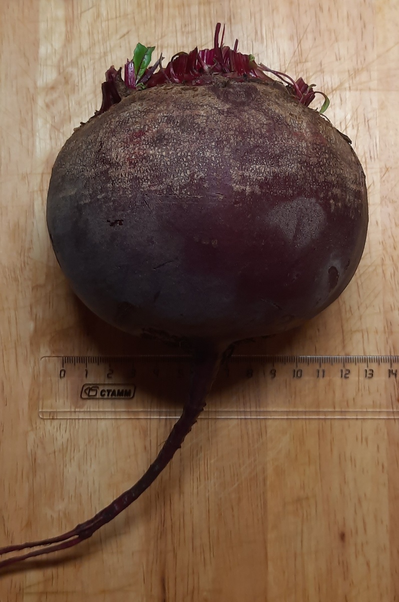 Свёкла крупная, фото автора.