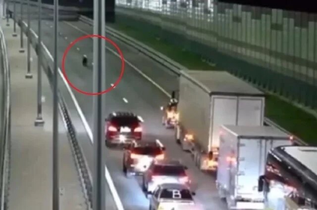    Как медвежонок умудрился спровоцировать затор на трассе М-11?