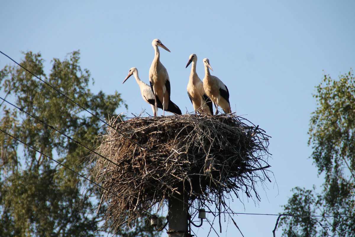 Парк Тринадцитиморье. Аисты в гнезде. Фото автора.