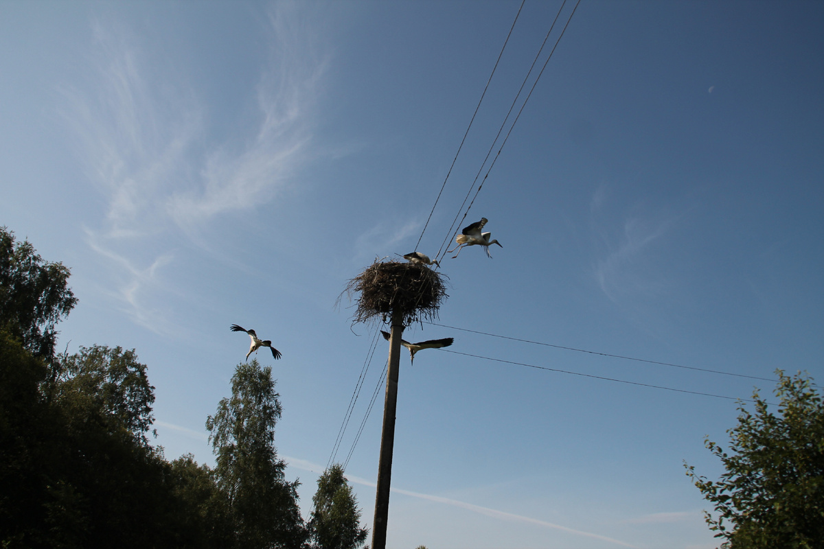 Парк Тринадцитиморье. Аисты полетели. Фото автора. 