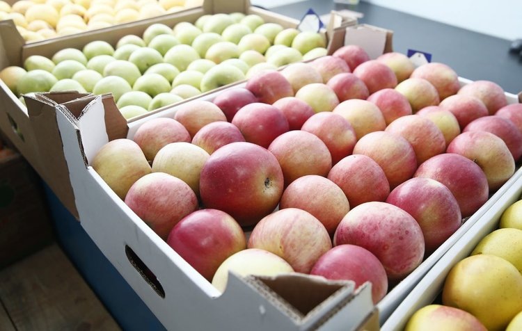    За лето хозяйства Кабардино-Балкарии поставили в российские регионы более 3 тысяч тонн плодов и ягод