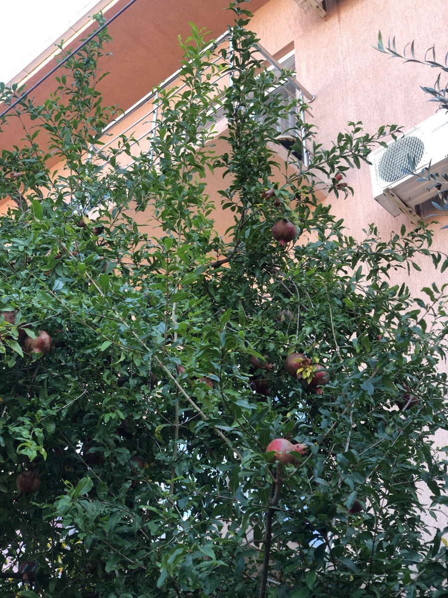 Просто двор, а в нем спеют гранаты.