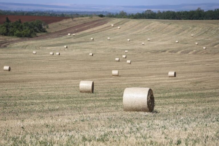    В Оренбуржье выполнен план по заготовке сена на зимовку скота Марина Шарт