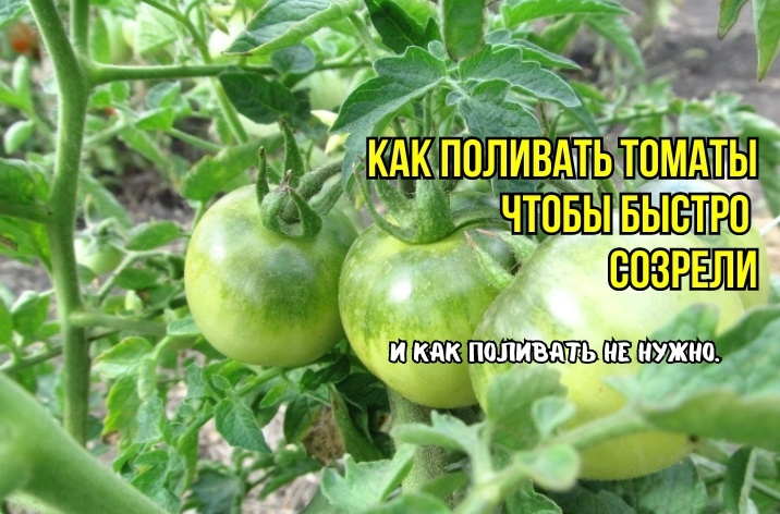 Так помидоры в сентябре не поливают: 3 ошибки стоят урожая. И как поливать для быстрого налива и созревания: век живи, век учись