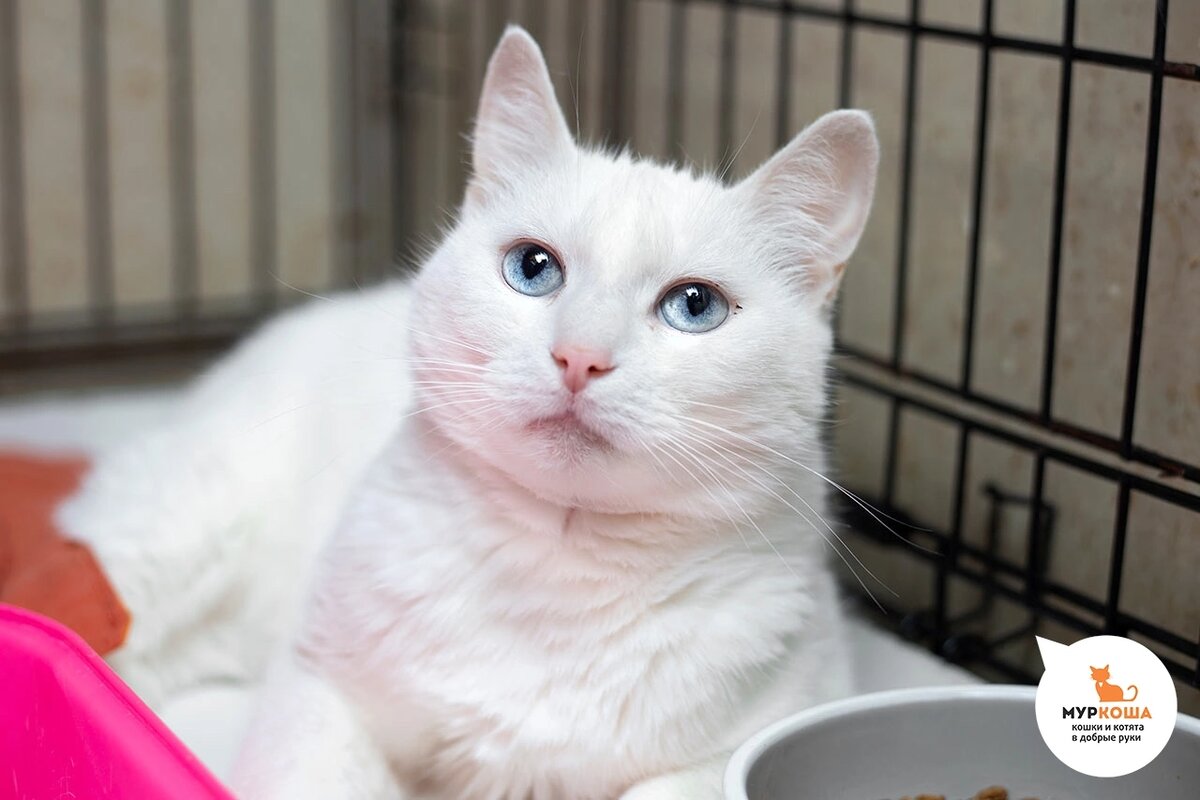 Брюсильда домашняя, осталась без хозяина.