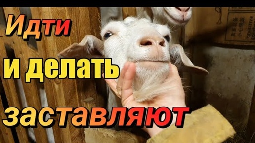 В настоящую деревню》С настоящим хозяйством