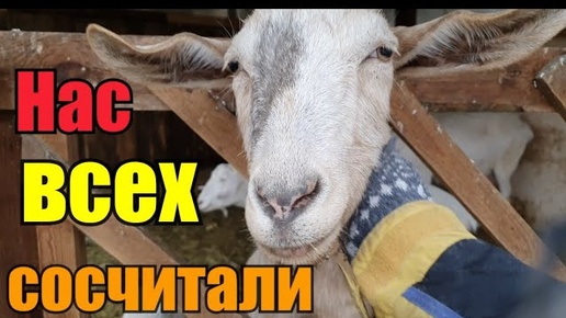 Не приятного аппетита😏》Устройство козьего жилья》Травма у козы》 Роза мекает