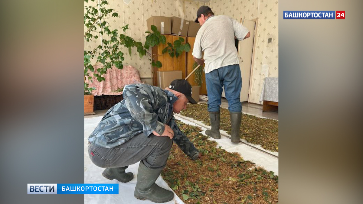    В Иглинском участковом лесничестве Башкирии собрали 15 кг семян березы