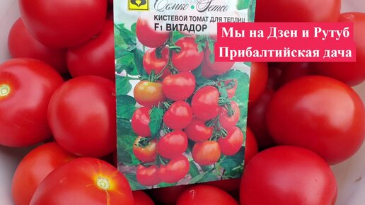 Томат. Мал, да УДАЛ !! Завязал 11 кистей. Обязательно Посажу на следующий год.