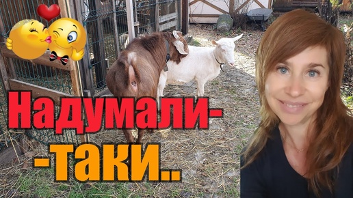 Гамлет ухажер🤦‍♀️//Хани - коза🐐//Стеша цветочная 