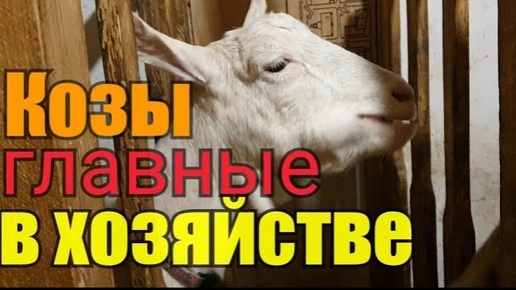 ЛПХ рулит🤘//Наше хозяйство