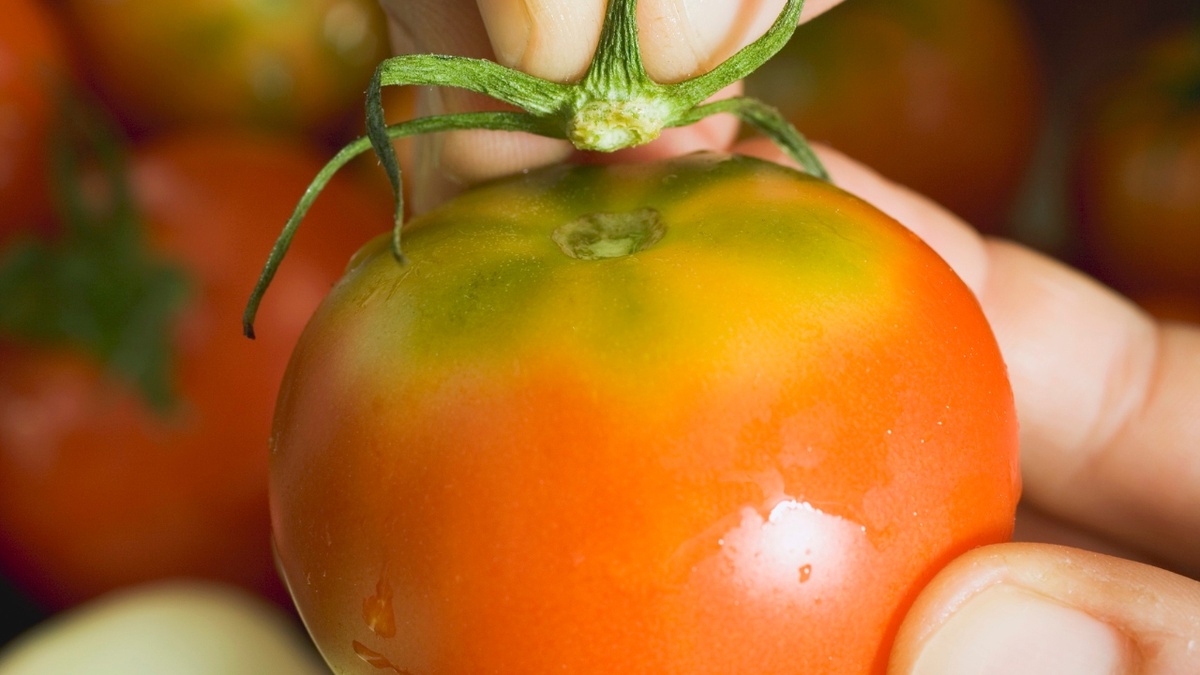 Желтые плечики у томата