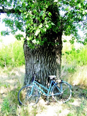 Вот такие осокори в роще