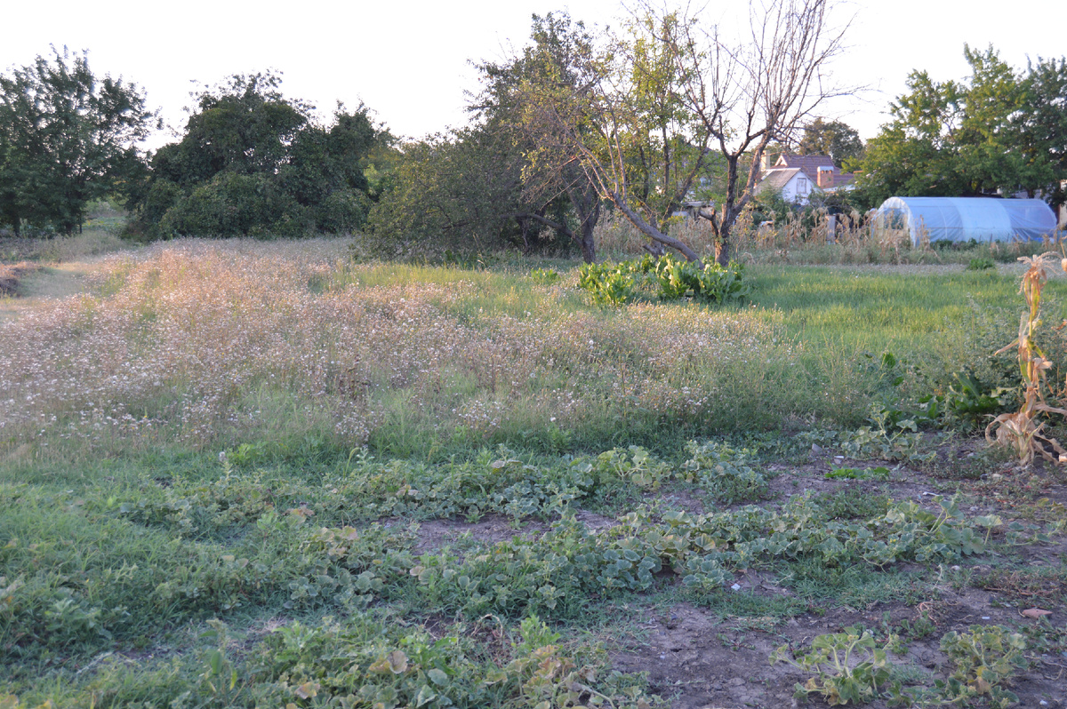 Фото автора. 21.08.2024. Станичные огороды встречают осень! А мы говорим: – Почему у нас овощи такие дорогие?