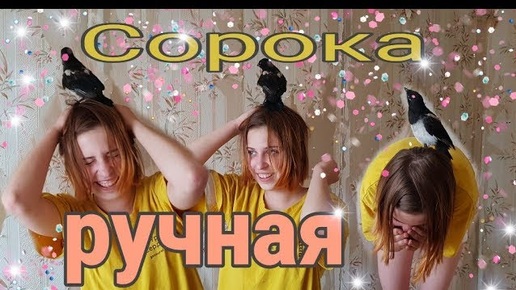 Занимаемся с сорочонком. Кормим, убираем, летаем.