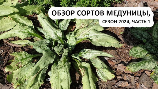 Обзор сортов медуницы, сезон 2024 часть 1