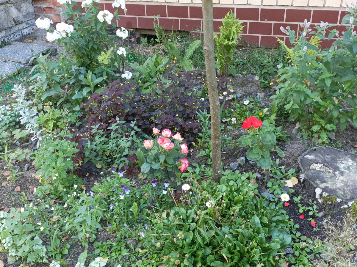 Нашла цветочки за поликлиникой