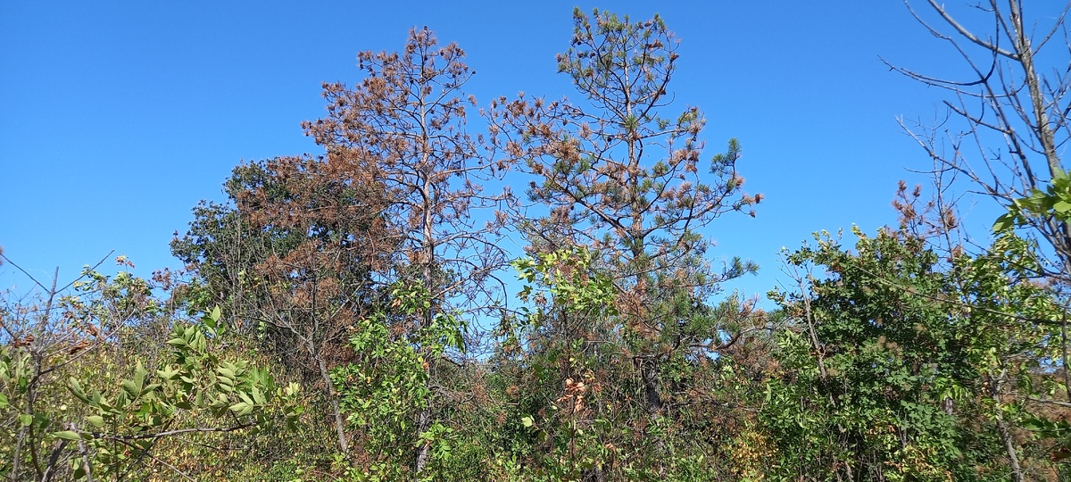 Засыхающие сосны в лесу