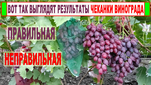 🍇 Чеканка винограда ПРАВИЛЬНАЯ и НЕПРАВИЛЬНАЯ. А какую чеканку делаете вы? Результаты через месяц. Как кот помогает выращивать виноград?