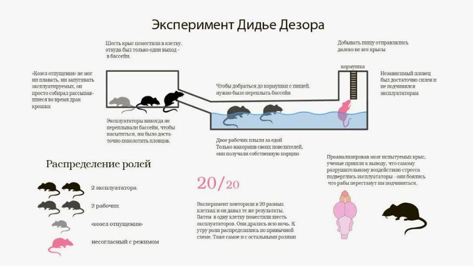 
 Каково было удивление ученого, когда он понял, что крысы разделились на три социальных группы: