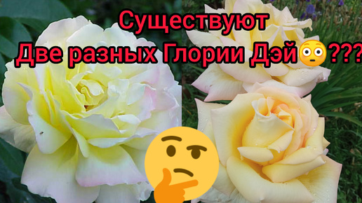 🌹Две разные Глори Дэй😳🤯🤯🤯🤷‍♀️🌹! Кто заметил разницу откликнитесь!!!