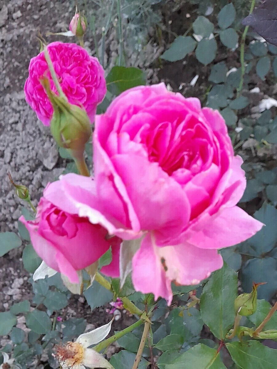 фото Алисы