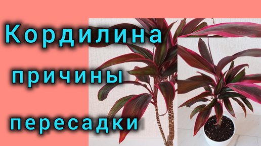 Цена оплошности - отсутствие шикарной кроны Кордилины. Не повторяйте мою ошибоку при пересадке растений