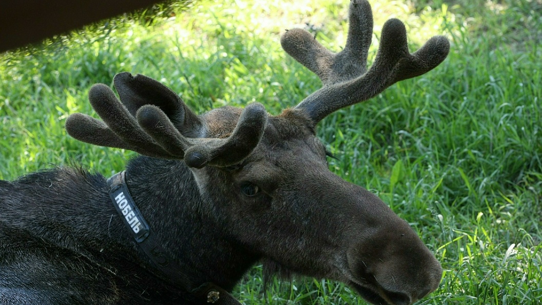    Фото: Zamir Usmanov/Russian Look/Globallookpress