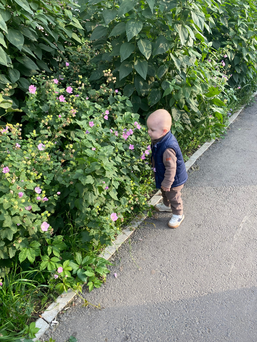 Новая традиция - Тимур перед домом обязательно понюхает все цветочки 