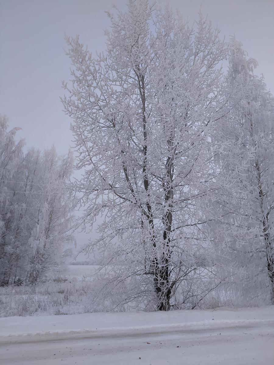 Предновогодье. Фото из личного архива