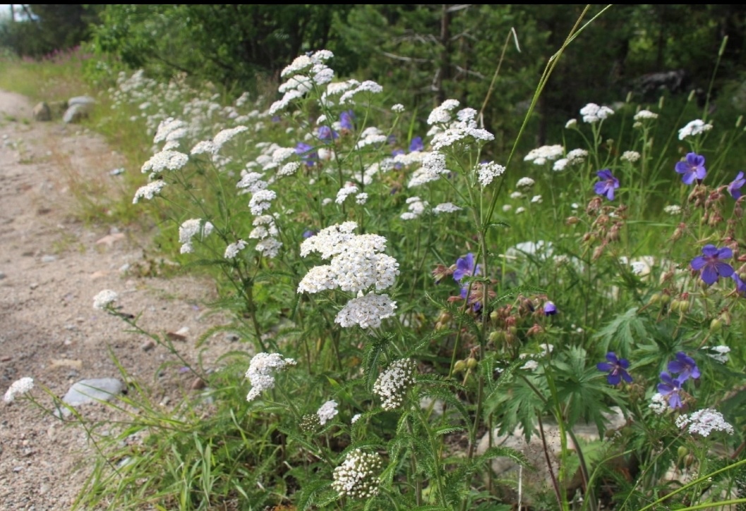 Фото автора.