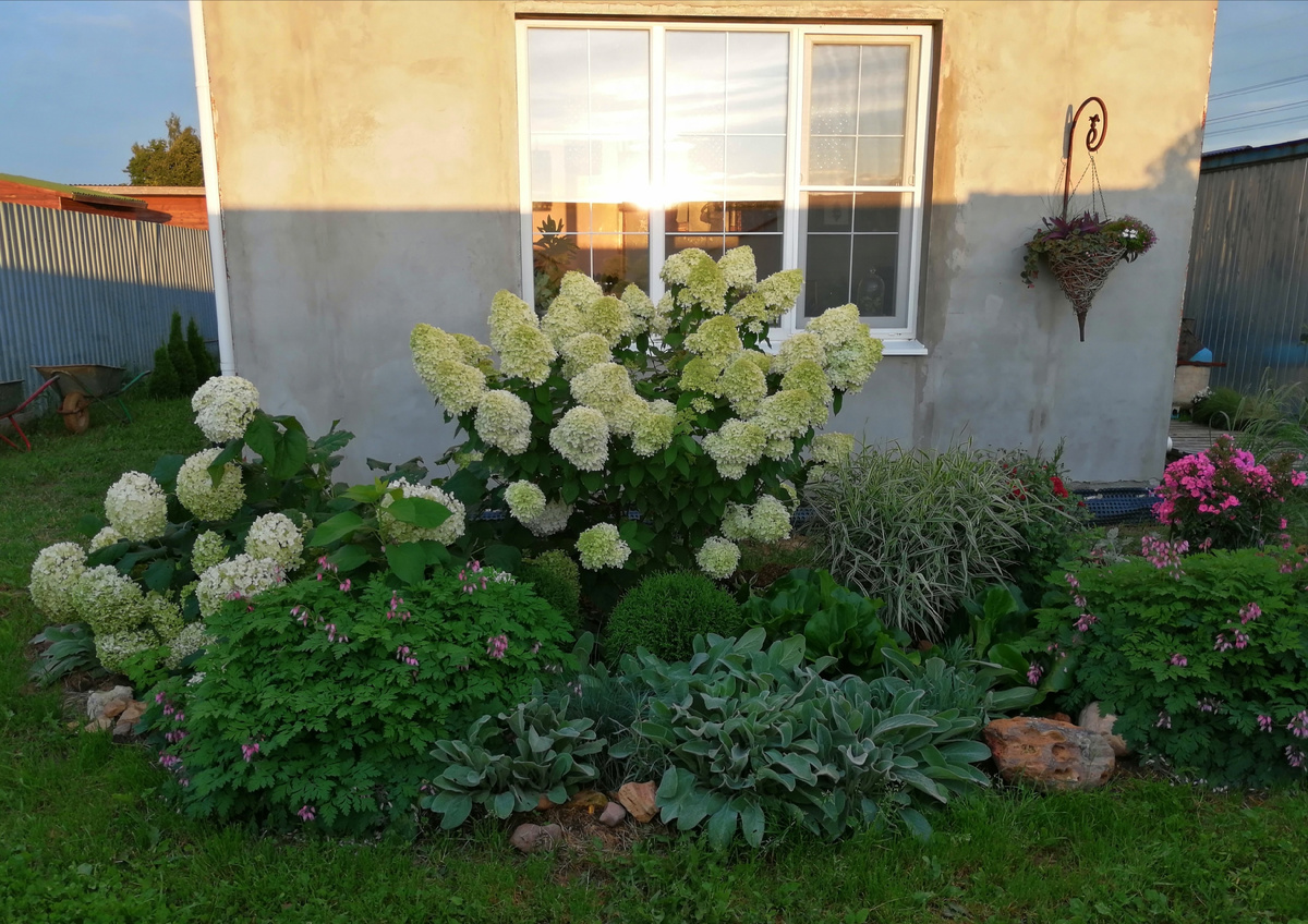 Цветник будет частично переделываться. В качестве константы служат метельчатые гортензии (одна 'Лаймлайт' высокая, и ещё малышка посажена 'Бобо' – её не видно в зарослях), 2 шаровидные туи и западная. Древовидную  гортензию буду делить и пересаживать, на её место посажу купену. Остальные многолетники будут как-то перемещаться или останутся на местах. 