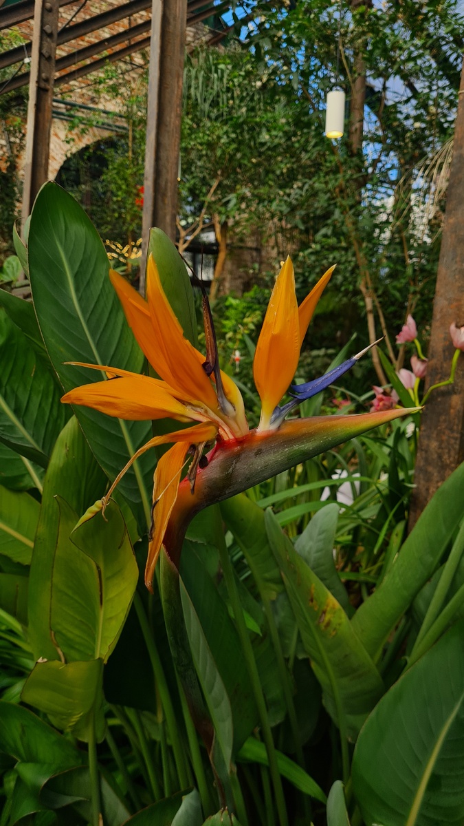 Аптекарский огород. Стерлиция