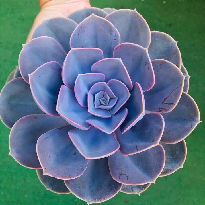 Эхеверия Perle von Nurnberg. Жемчужина Нюрнберга. Не смогла найти где фото скачала, как найду, добавлю ссылку