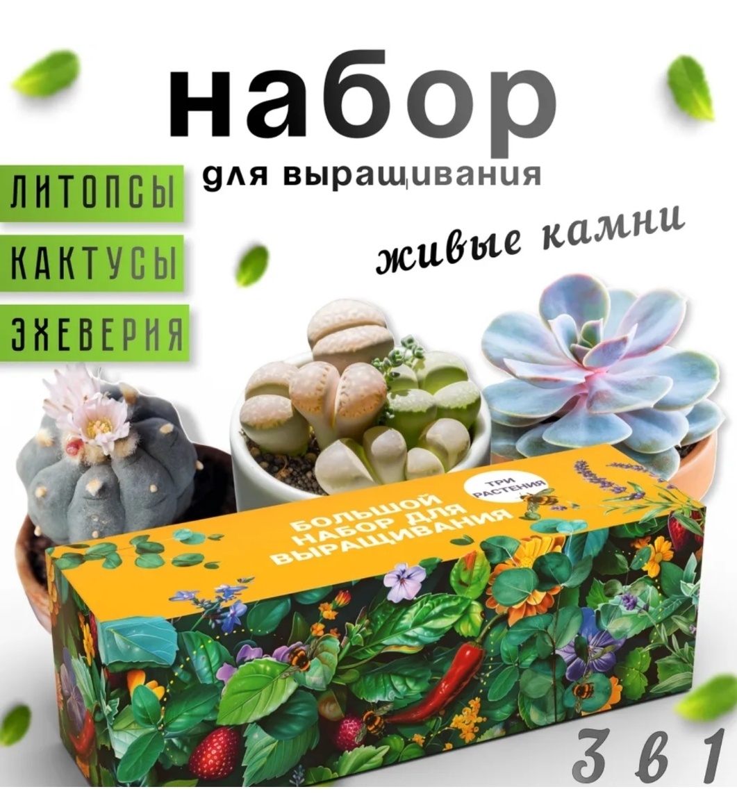 Микс кактусы, литопсы и эйхеверия