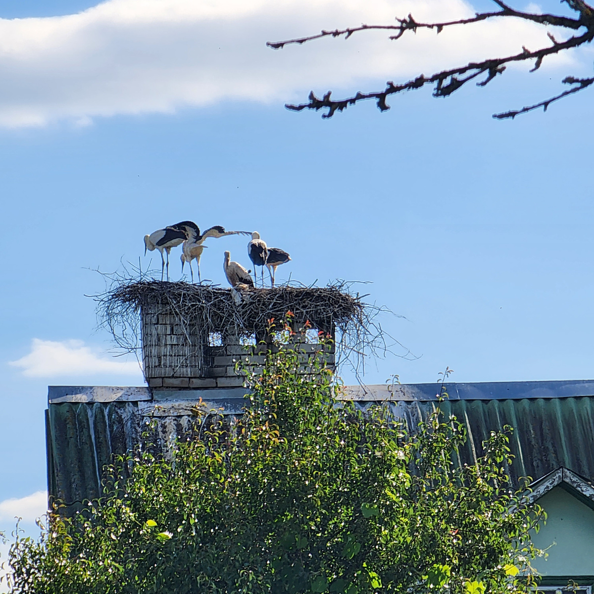 Семья аистов у соседей