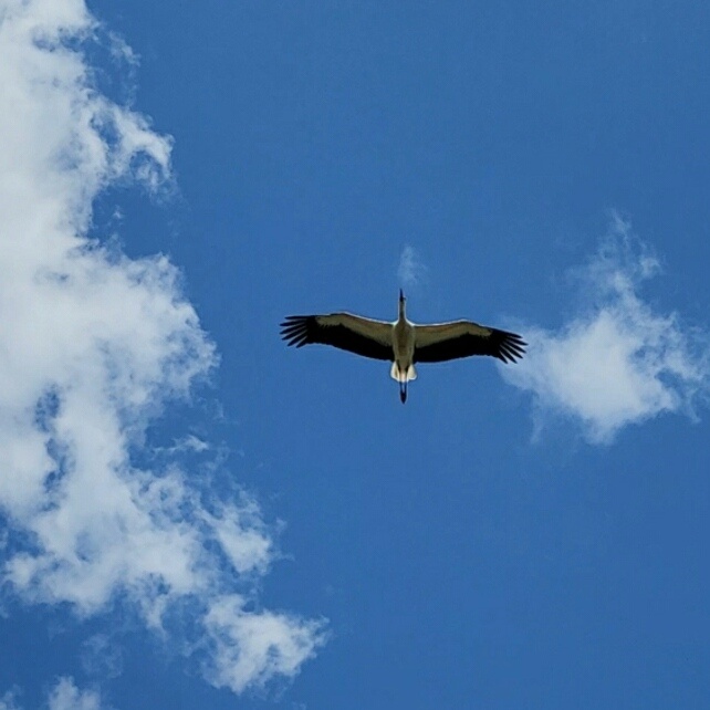 Пролетает над моей головой